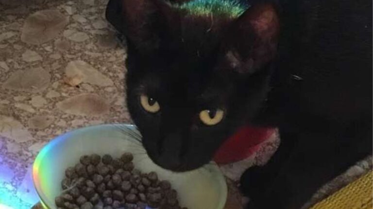 Louisiana Woman Takes In A Stray Cat, But There’s A Big Secret She Didn’t Expect