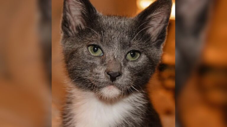 California Woman Adopts Rescue Kitten That Stole Her Heart, Then Realizes Something Isn’t Right