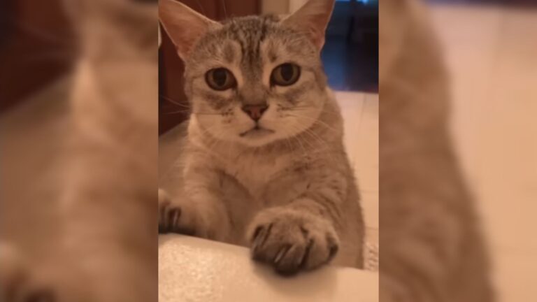 Woman Visits Colorado Shelter For A Kitten, Then One Look Changes Her Mind… And Her Whole Life