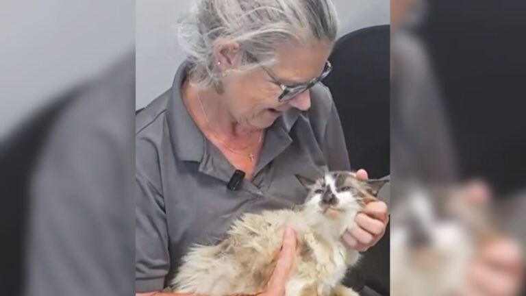 After 11 Years Without Her Cat, South Carolina Woman Gets The Call She Never Expected