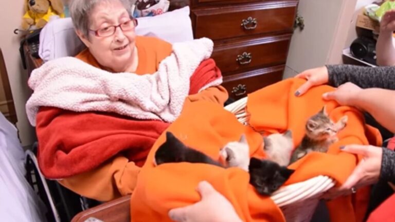 Kansas Hospice Patient’s Final Wish To Snuggle Kittens Touches Hearts Everywhere
