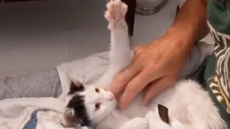 Texas Woman’s Grocery Run Turns Into A Rescue She Never Expected And Will Never Forget