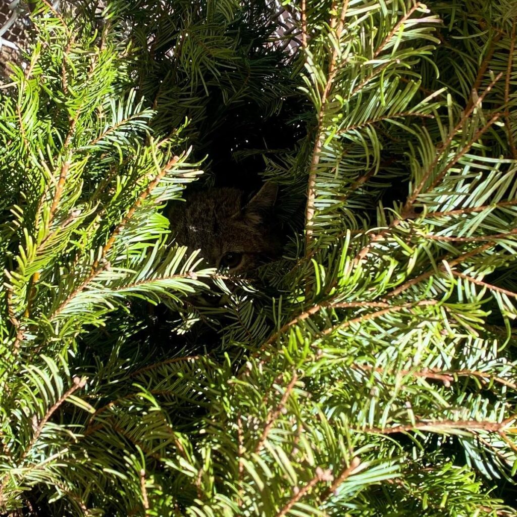 bobkitten hiding in a tree