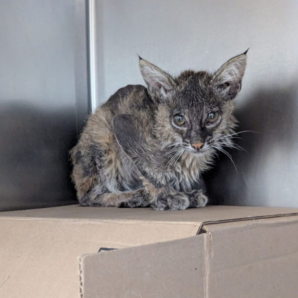 bobkitten sitting on cardboard box