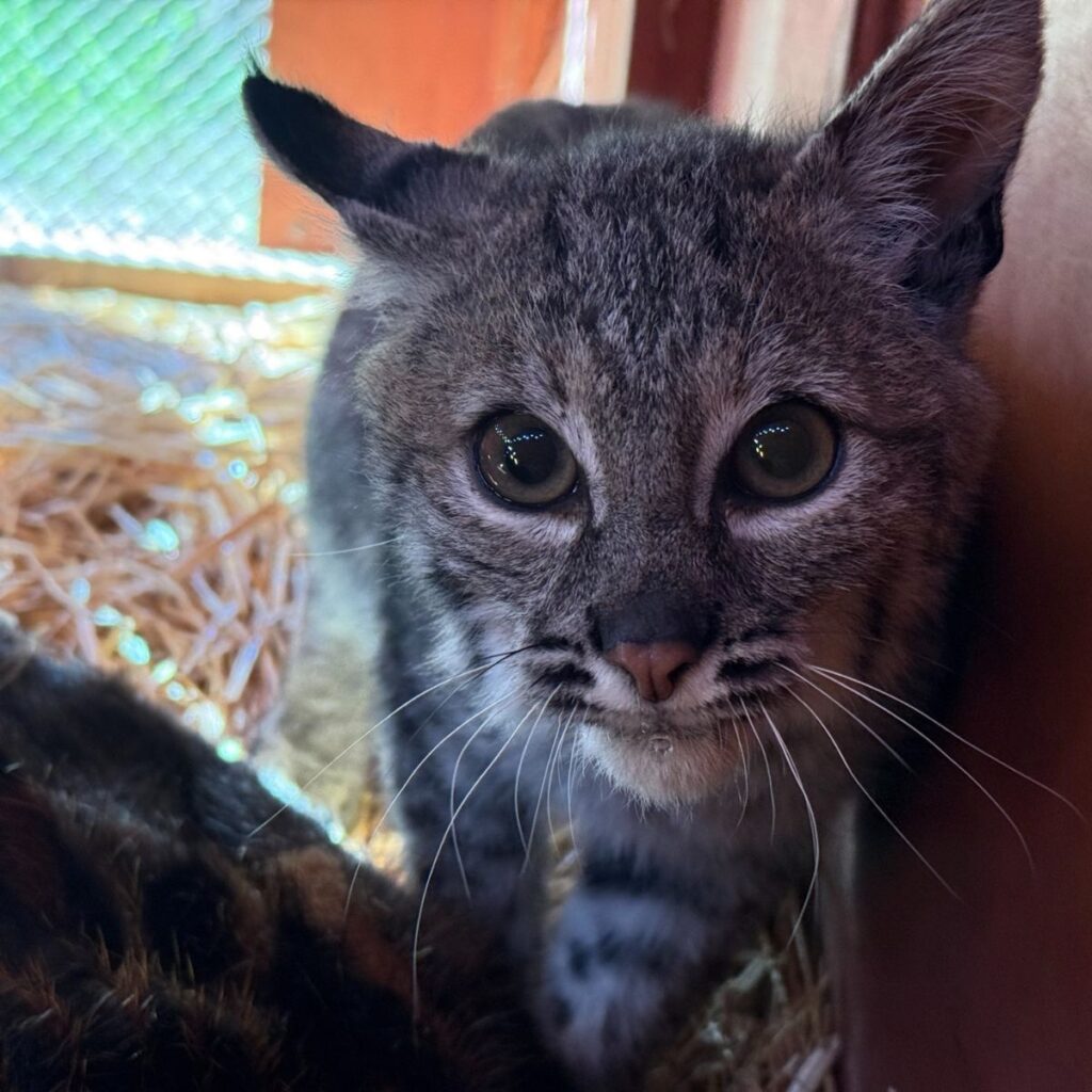 bobkitten looking at camera