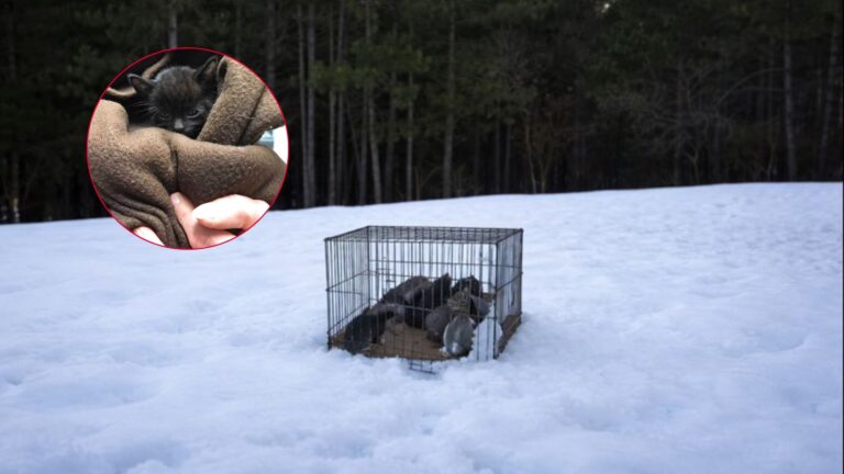 Virginia Local Sees A Crate Buried In Snow, And A Closer Look Reveals The Nightmare