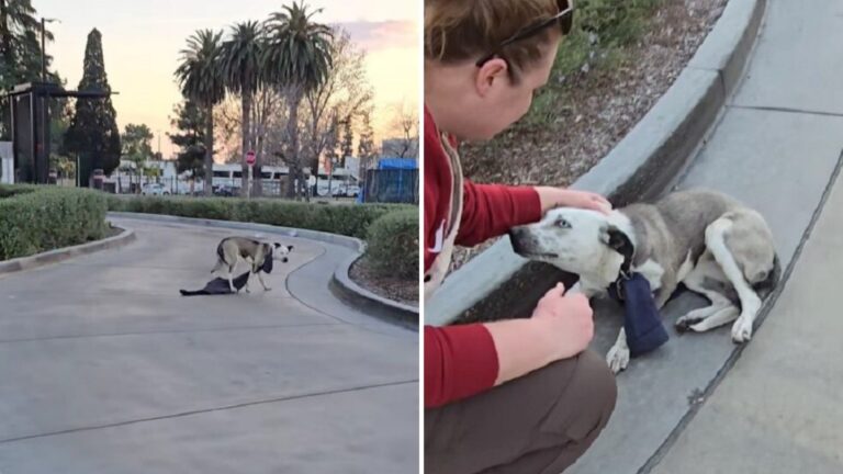 Two Women Find Scared Dog At California Drive-Thru, Then Notice Strange Object On Her Neck