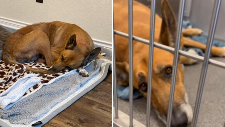 Dog Surrendered To Texas Shelter After Six Years Leaves Staff Heartbroken By What They See