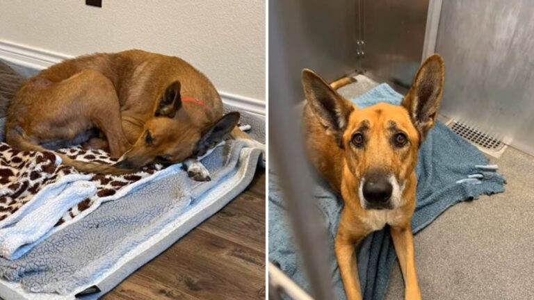 Dog Abandoned At Texas Shelter After Six Years Reveals The Heartbreaking Toll It Took On Him