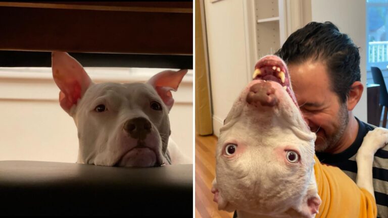 After Months Waiting, Deaf Dog Finally Trades Shelter For A Loving Home In Oregon