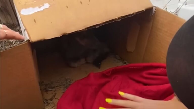 California Team Sees Soggy Box Left Out In Rain And Finds Precious Little Soul Left To Suffer