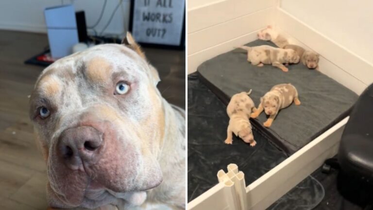 Texas Dog’s First Reaction To His Puppies Will Make Your Day, Watch The Hilarious Video