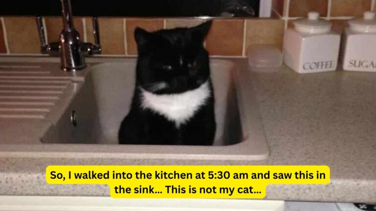 20 Of America’s Funniest “I Don’t Own A Cat” Moments That Ever Happened