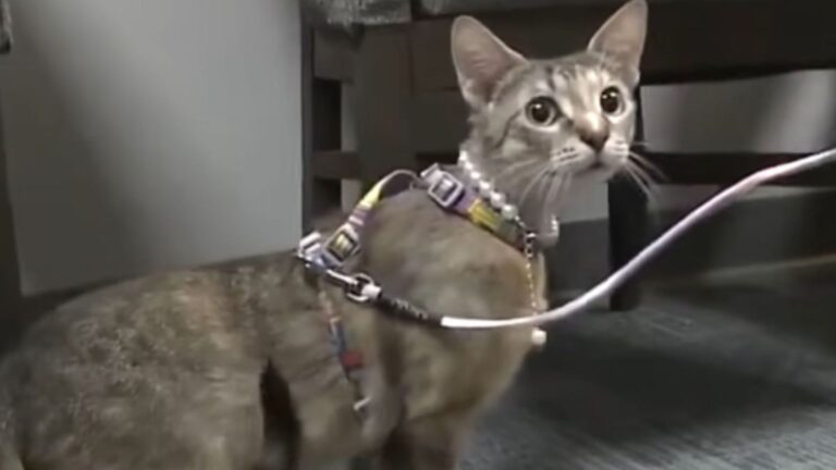 Michigan Woman Adopts A Shelter Cat, Then Tries To Euthanize Her For The Most Shocking Reason