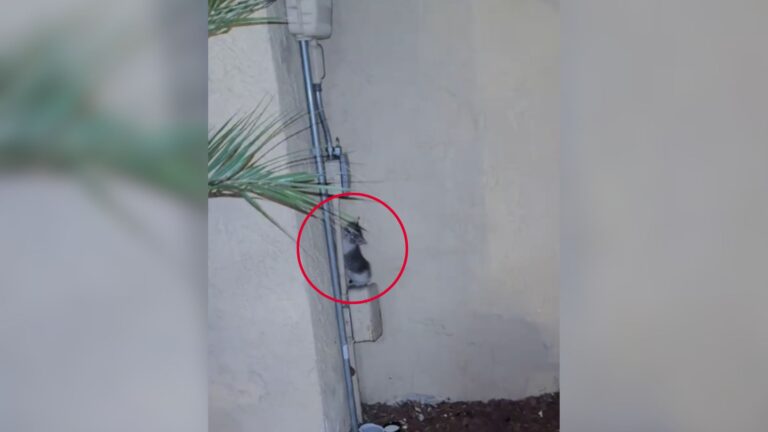 California Woman Hears Desperate Cries At 1 AM And Goes Out To See What’s Wrong