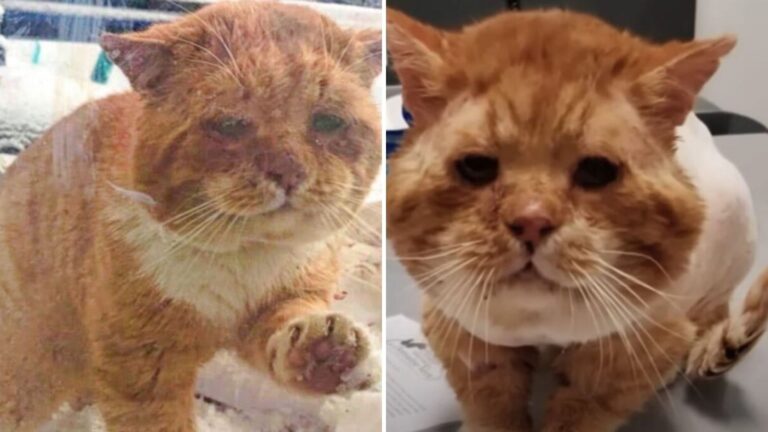 NY Woman Hears Scratching At Her Door And Finds This Trembling Old Soul Waiting In The Cold