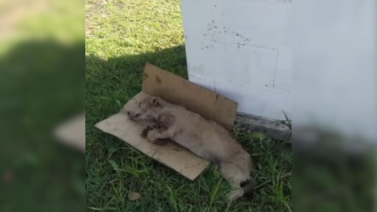 Texas Team Horrified To Find Dog With Slashed Chest Slowly Slipping Away On A Piece Of Cardboard