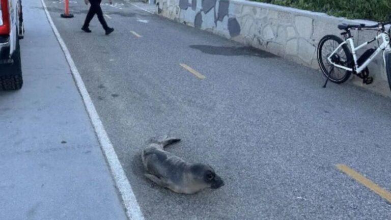 Woman Sees Gray Lump At California Beach And Her Heart Sinks When She Realizes What’s Happening