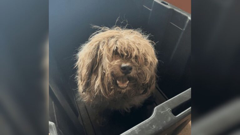 Missouri Rescuers Shocked By What They Find Under Matted Dog’s Fur, Some Couldn’t Even Look
