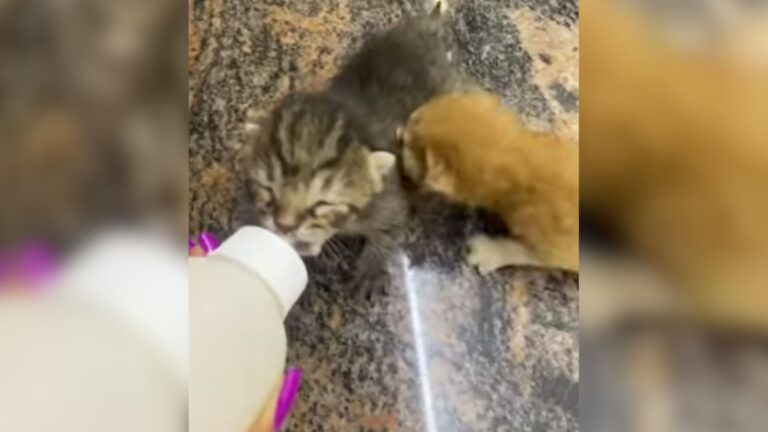 Florida Woman Finds Crying Kittens In Parking Lot, Then Sees Something Heartbreaking Beside Them