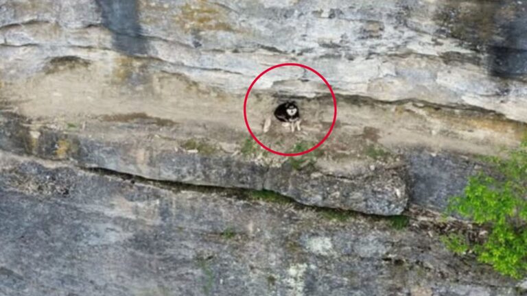 Kentucky Woman Sees A Speck On A Cliff, Then Realizes It’s Alive And Trapped 100 Feet Up