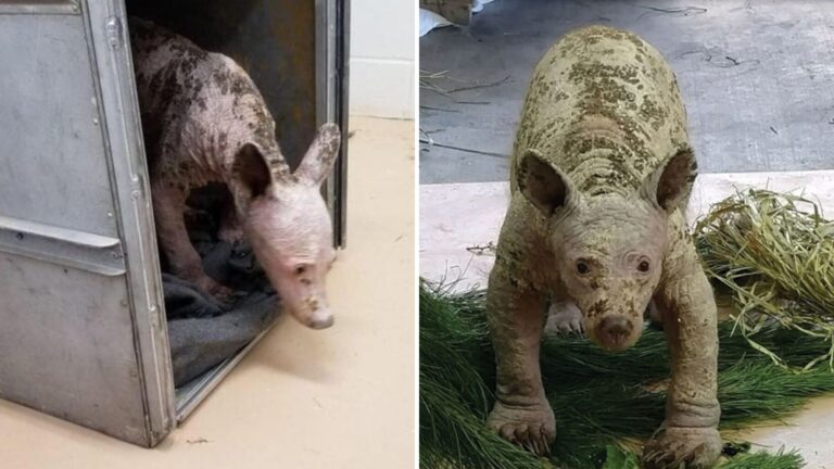 Bald Bear Cub Found Scavenging Through Dumpsters Gets A Miracle Makeover In California