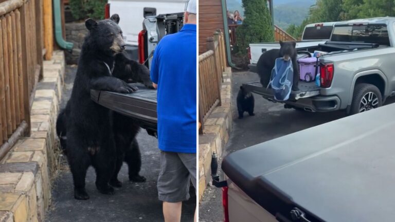 Gatlinburg Family Faces Heart-Stopping Moment As Bears Approach Their Truck And Do This