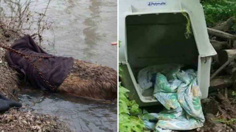 Oklahoma Man Thinks He’s Saving A Beaver Stuck In The Mud, Then He Spots A Cage With A Blanket