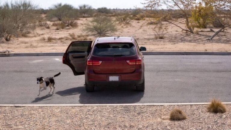 Abandoned In The Middle Of Nowhere, Arizona Dog Chases Owner’s Car, Hoping It’s Just A Mistake