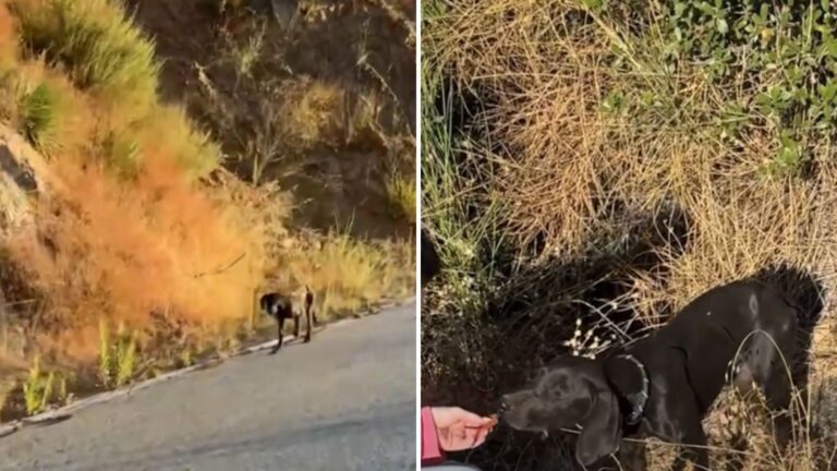 Biker Spots A Black Blur By The Woods In California And Finds A Tiny Life In Danger