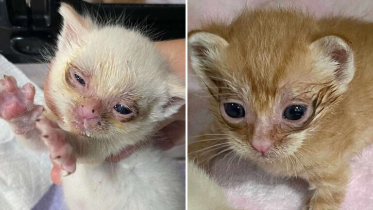 LA Man Found Two Tiny Souls In A Box And It Seemed Their Story Might End Before It Truly Began