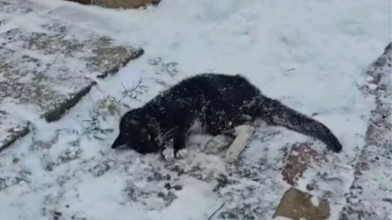 Nearly Frozen Cat Drags Herself Across Driveway In Pennsylvania, Her Life Hanging By A Thread