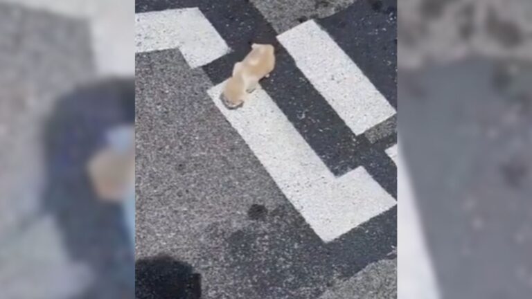 Illinois Woman Sees Tiny Shivering Figure In Parking Lot And Her Instinct Makes Her Come Closer