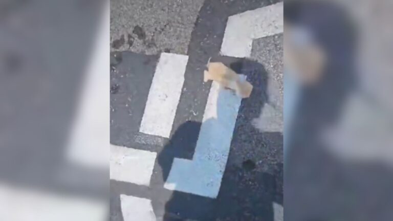 Illinois Woman Pulls Into Walmart Parking Lot And Spots A Tiny Shape Shaking On The Ground