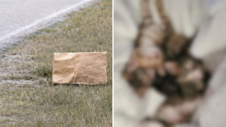 Man Notices A Paper Bag Sitting By The Roadside In North Carolina And Chooses To Stop