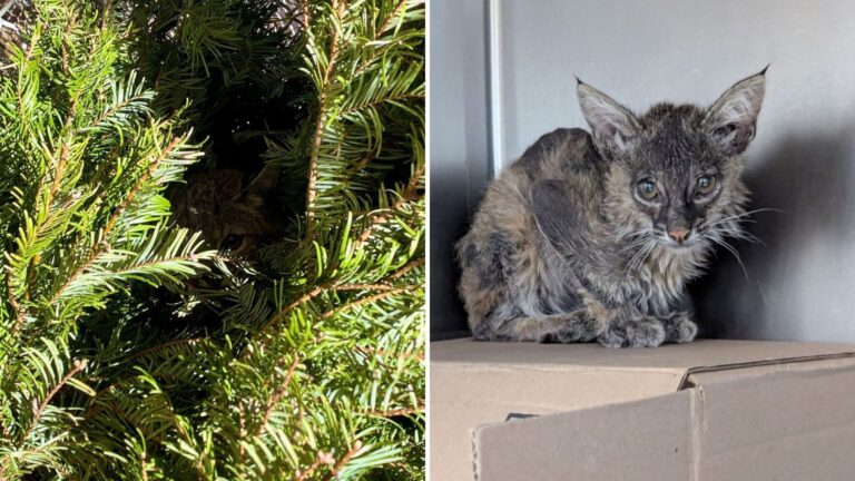 Struggling Bobkitten Found In California Yard Gets Life-Saving Blood Transfusion From House Cat