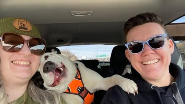 Stray Dog Rescued On Missouri Streets Melts In His Rescuer’s Arms During The Ride To Safety