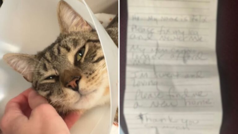 Mysterious Box Left Outside PA Shelter Reveals A Heartbreaking Note And A Small Creature Inside