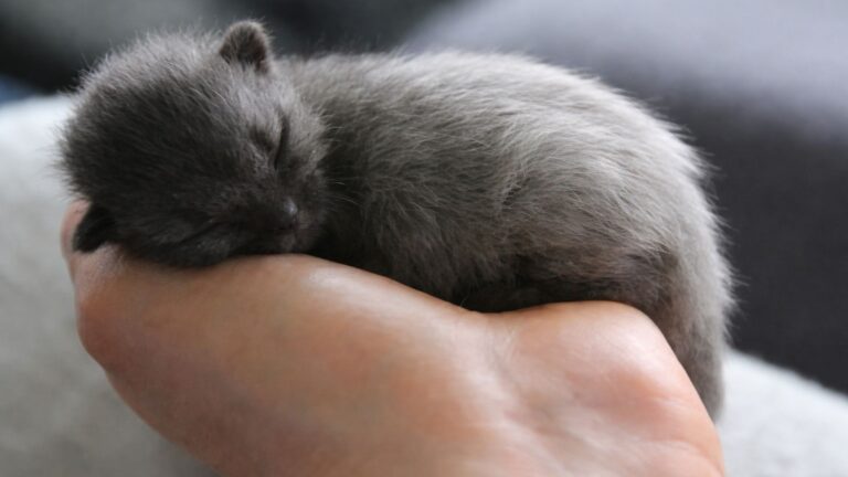 Ohio Woman Rescues A Barely Alive Kitten, Then Discovers A Shocking Truth Three Months Later