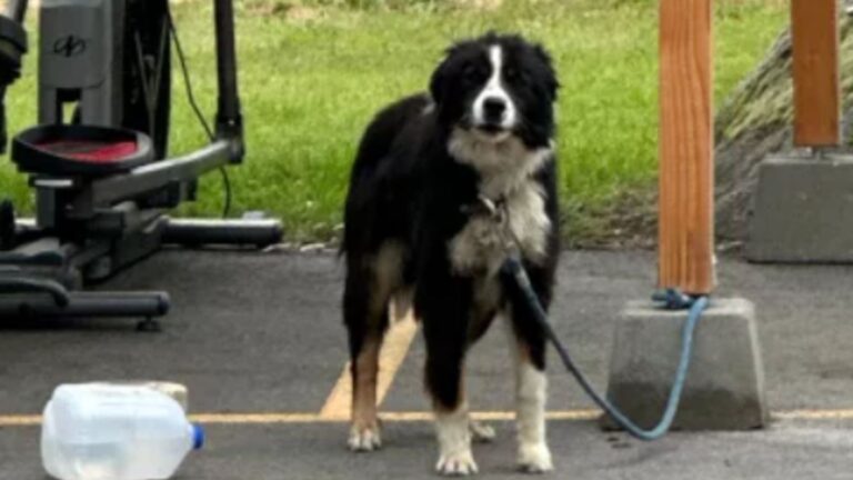 Idaho Rescuers Find Scared Dog Tied To Their Donation Shed As If Asking What He’s Done Wrong