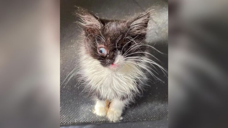 Orlando Woman Finds A Winking Kitten At Her Door And Notices Something That Doesn’t Seem Right