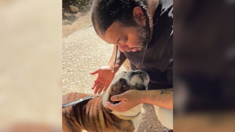 Texas Shelter Staff Find A Dog Tied To Their Gate And Can’t Believe Who He Turns Out To Be
