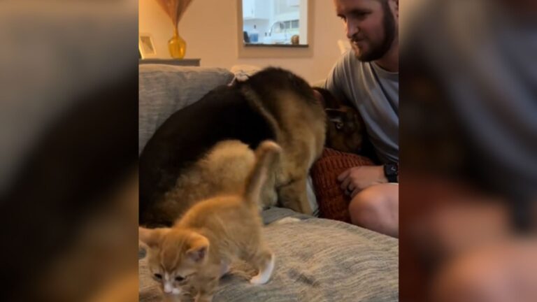 German Shepherd Gets The Shock Of His Life When Teeny Kitten Joins His Home In North Carolina