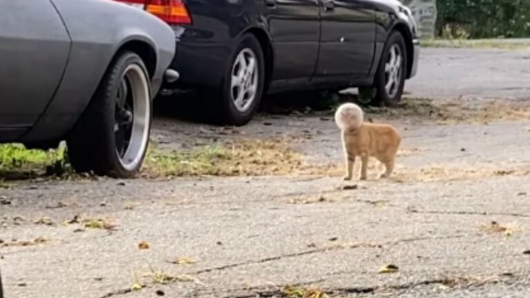 Kitten With Glass Jar Stuck On Her Head Wanders Boston Streets Desperately Seeking Help