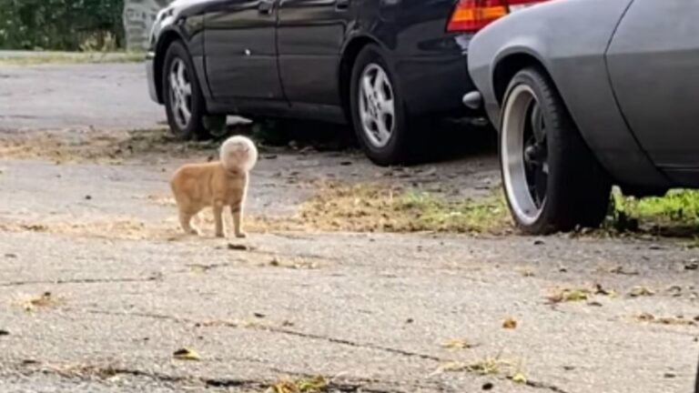 Desperate Kitten With Glass Jar Stuck On Her Head Searches Boston Streets For Someone To Help