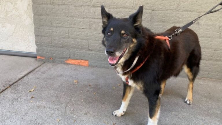 California Family Loses Their Dog To Cancer, Then Sees Shocking Adoption Post From Her Shelter