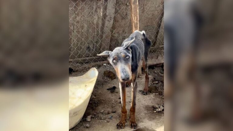 California Team Responds To A Doberman In Need, What They Find Confirms Their Worst Fears