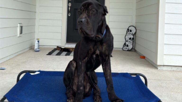 Florida Woman Finds A Cane Corso At Her Door And Her Heart Breaks At His Shocking Condition