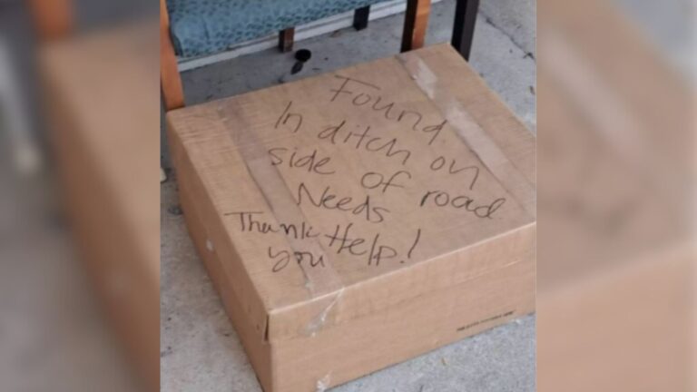 Tennessee Woman Notices A Cardboard Box Left By A Passing Car And Feels Immediate Dread