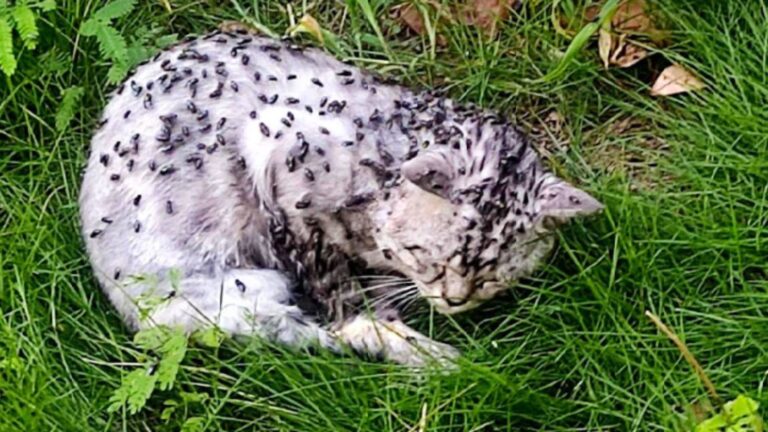 New York Woman Finds A Cat Lying On The Grass Covered In Flies, Living His Last Moments